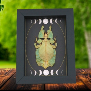 Real Green Leaf Insect Gothic Moon Phases Phyllium Pulchrifolium Female Framed Taxidermy