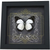 Real Gothic Black Heart Butterfly Prioneris autothisbe Framed Taxidermy Display