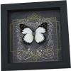 Real Gothic Black Heart Butterfly Prioneris autothisbe Framed Taxidermy Display