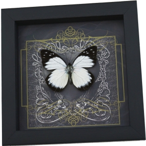 Real Gothic Black Heart Butterfly Prioneris autothisbe Framed Taxidermy Display