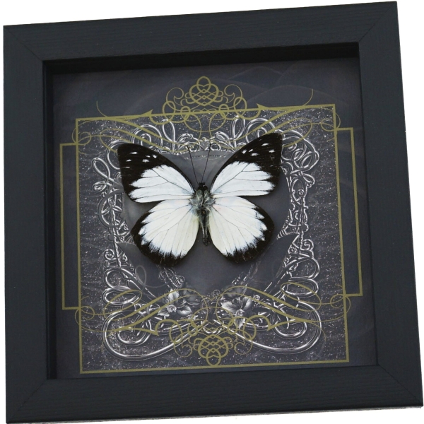 Real Gothic Black Heart Butterfly Prioneris autothisbe Framed Taxidermy Display