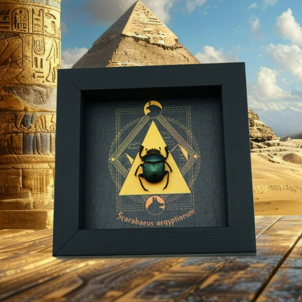 Real Sacred Egyptian King Scarab Beetle Pyramid Real Framed Green Scarabaeus aegyptiorum