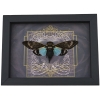 Gothic Black Heart Blue Cicada Tosena splendida Framed Insect Taxidermy Display