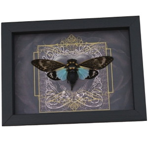 Gothic Black Heart Blue Cicada Tosena splendida Framed Insect Taxidermy Display