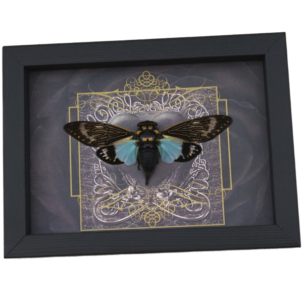Gothic Black Heart Blue Cicada Tosena splendida Framed Insect Taxidermy Display