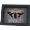 Gothic Black Heart Blue Cicada Tosena splendida Framed Insect Taxidermy Display