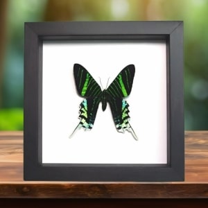 Green Banded Urania Moth Urania leilus Framed Classic Black Display