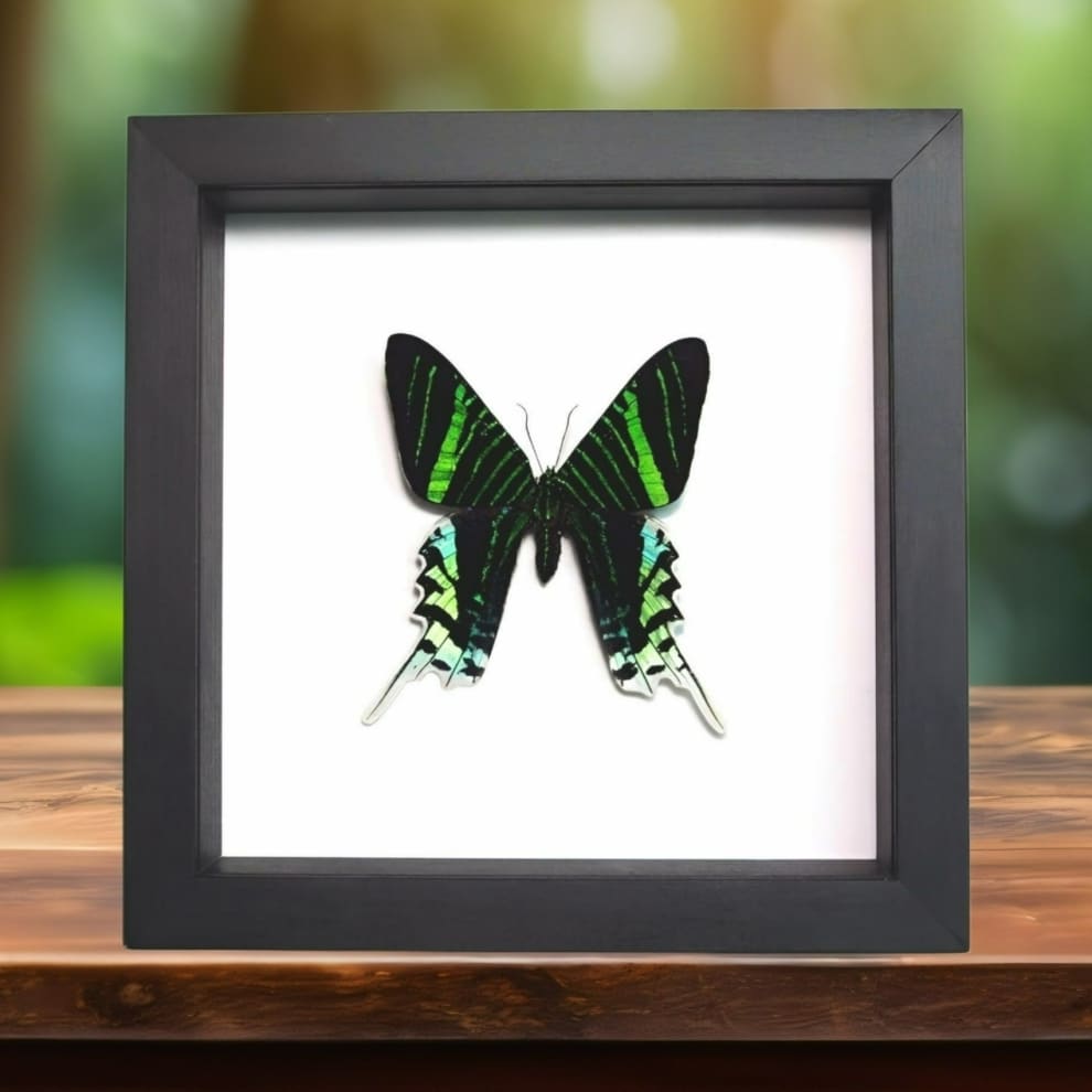 Green Banded Urania Moth Urania leilus Framed Classic Black Display