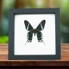 Green Banded Urania Moth Urania Leilus Verso Framed Classic Black Display