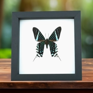 Green Banded Urania Moth Urania Leilus Verso Framed Classic Black Display
