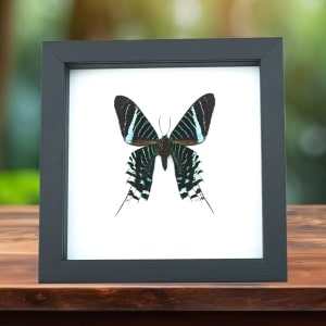 Urania Leilus Verso Green Banded Urania Moth Classic Black Display