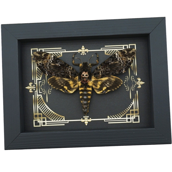 Real Death Head Moth Gothic Scroll Acherontia lachesis female Framed Taxidermy