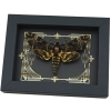 Real Death Head Moth Gothic Scroll Acherontia lachesis female Framed Taxidermy