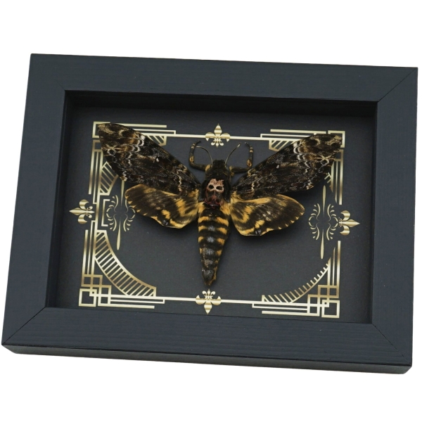 Real Death Head Moth Gothic Scroll Acherontia lachesis female Framed Taxidermy
