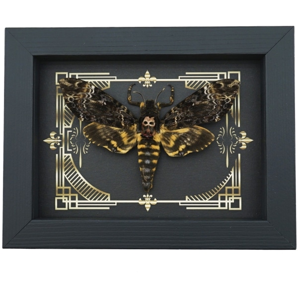 Real Death Head Moth Gothic Scroll Acherontia lachesis female Framed Taxidermy