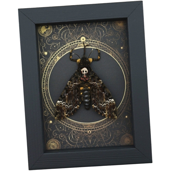 Real Death Head Moth Steampunk Gothic Resting Creepy Eyes Framed Taxidermy