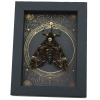 Real Death Head Moth Steampunk Gothic Resting Creepy Eyes Framed Taxidermy