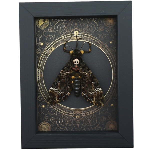 Real Death Head Moth Steampunk Gothic Resting Creepy Eyes Framed Taxidermy