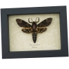 Deaths Head Moth Acherontia lachesis Male Framed Taxidermy Display