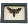 Deaths Head Moth Acherontia lachesis Male Framed Taxidermy Display