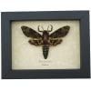 Deaths Head Moth Acherontia lachesis Male Framed Taxidermy Display