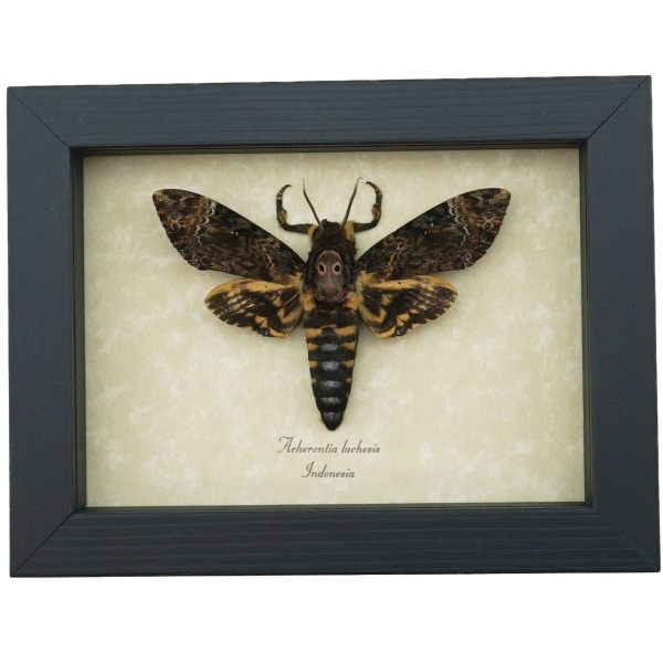 Deaths Head Moth Acherontia lachesis Male Framed Taxidermy Display