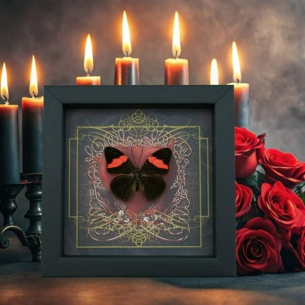 Real Red Heart Butterfly Adelpha lara Framed Taxidermy Display