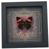 Real Red Heart Butterfly Adelpha lara Framed Taxidermy Display