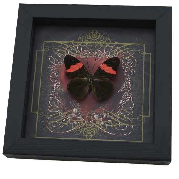 Real Red Heart Butterfly Adelpha lara Framed Taxidermy Display