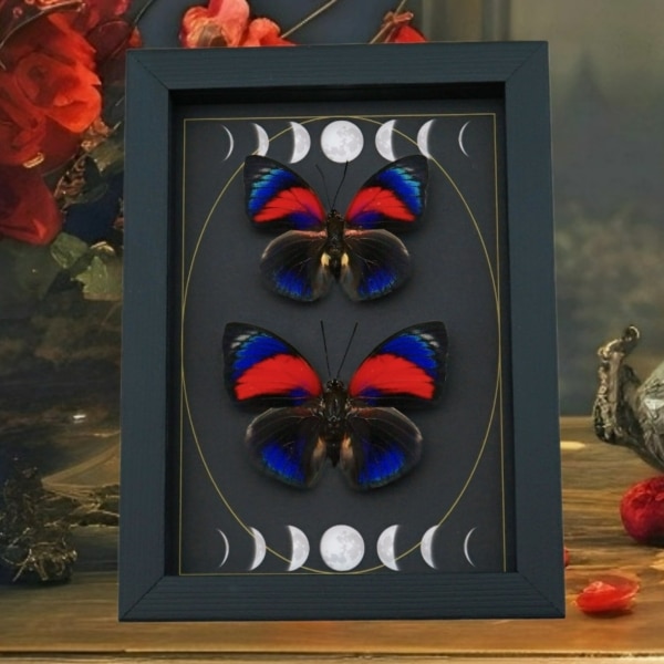 Rare Electric Blue Agrias Hybrid Butterfly Set Gothic Moon Phases Framed Taxidermy