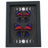 Rare Electric Blue Agrias Hybrid Butterfly Set Gothic Moon Phases Framed Taxidermy