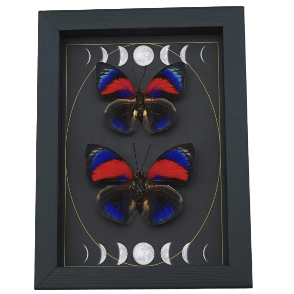 Rare Electric Blue Agrias Hybrid Butterfly Set Gothic Moon Phases Framed Taxidermy