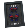 Rare Electric Blue Agrias Hybrid Butterfly Set Gothic Moon Phases Framed Taxidermy