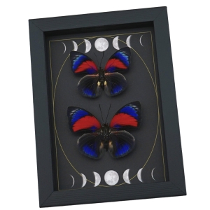 Rare Electric Blue Agrias Hybrid Butterfly Set Gothic Moon Phases Framed Taxidermy