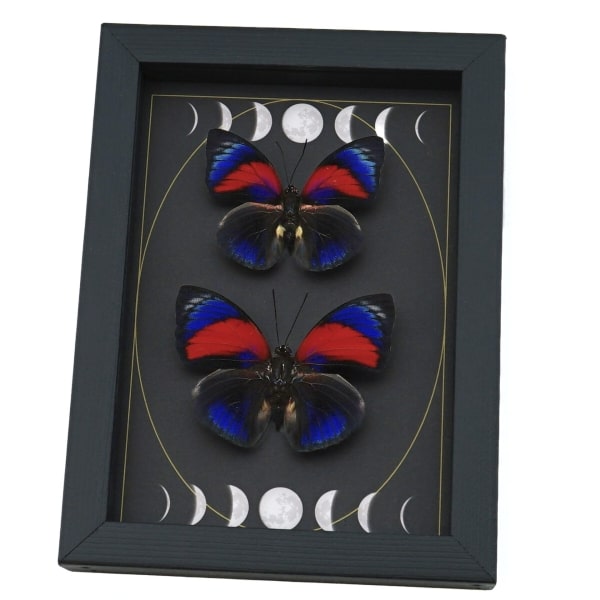 Rare Electric Blue Agrias Hybrid Butterfly Set Gothic Moon Phases Framed Taxidermy