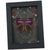 Pink Purple Butterfly Gothic Black Roses Real Anaea nessus Pink Framed Butterfly
