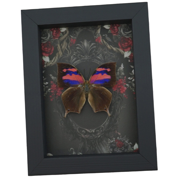 Pink Purple Butterfly Gothic Black Roses Real Anaea nessus Pink Framed Butterfly