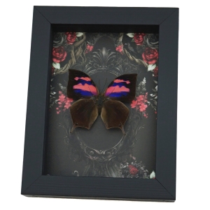 Pink Purple Butterfly Gothic Black Roses Real Anaea nessus Pink Framed Butterfly