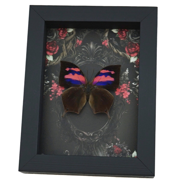 Pink Purple Butterfly Gothic Black Roses Real Anaea nessus Pink Framed Butterfly