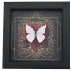 Real Red Heart Butterfly White Ghost Appias albina Framed Taxidermy Display