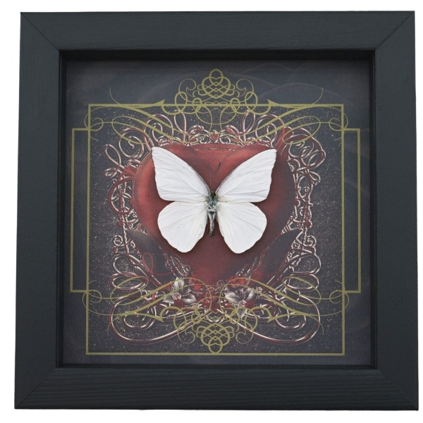 Real Red Heart Butterfly White Ghost Appias albina Framed Taxidermy Display