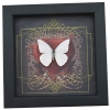 Real Red Heart Butterfly White Ghost Appias albina Framed Taxidermy Display