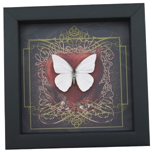 Real Red Heart Butterfly White Ghost Appias albina Framed Taxidermy Display
