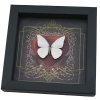 Real Red Heart Butterfly White Ghost Appias albina Framed Taxidermy Display