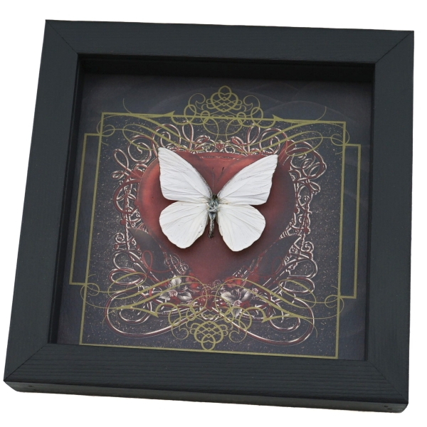 Real Red Heart Butterfly White Ghost Appias albina Framed Taxidermy Display