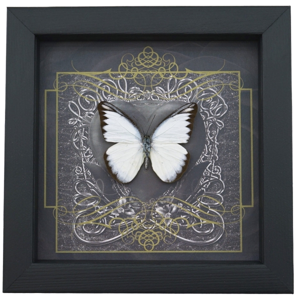 Real Black Heart Butterfly Appias lycida Framed Taxidermy Display