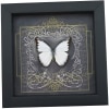 Real Black Heart Butterfly Appias lycida Framed Taxidermy Display