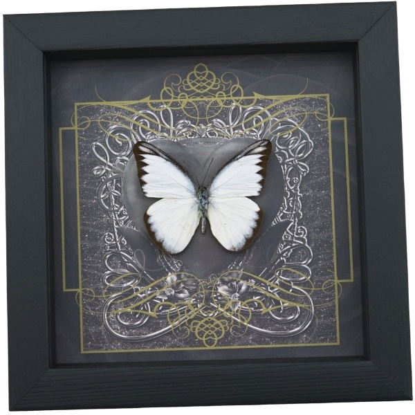 Real Black Heart Butterfly Appias lycida Framed Taxidermy Display