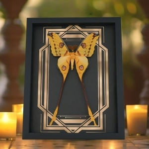 Real Framed Comet Moth Golden Borders Argema Mittrei Male Taxidermy Display