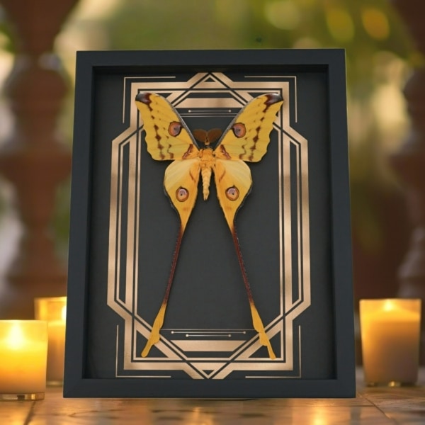 Real Framed Comet Moth Golden Borders Argema Mittrei Male Taxidermy Display